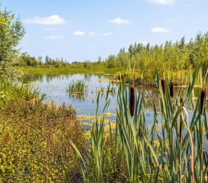 Cattails.jpg