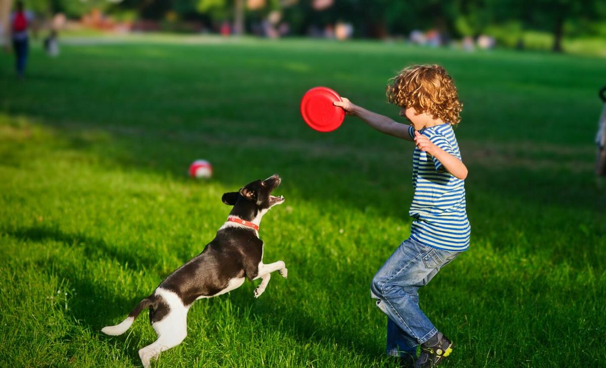 Dogs are more aware of actions than objects