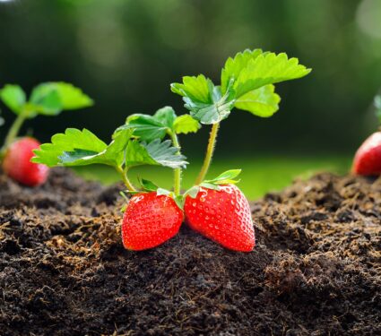 Strawberries.jpg