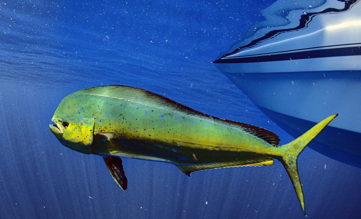 Mahi-mahi exposed to crude oil have impaired functioning