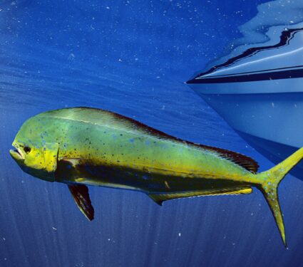 Mahi-mahi.jpg