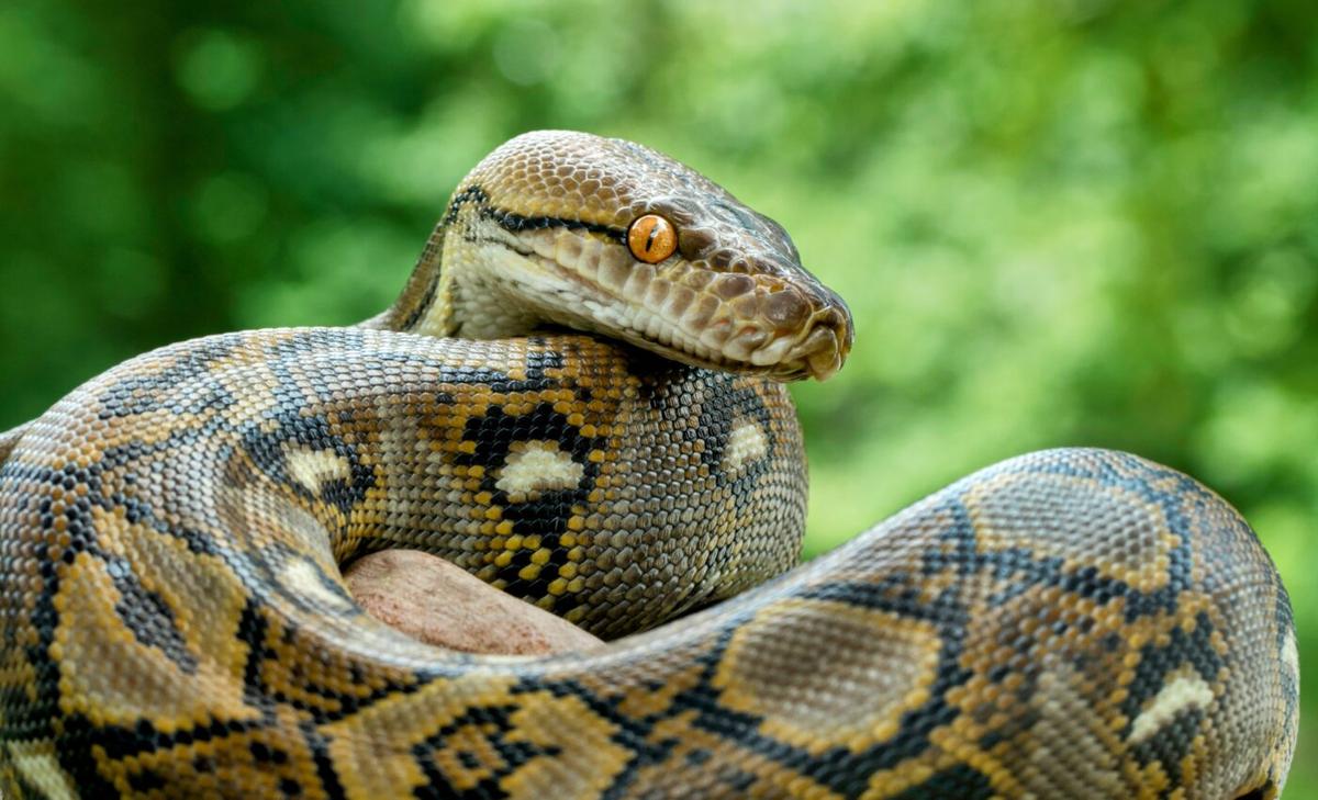 How can pythons eat prey as large as a deer?
