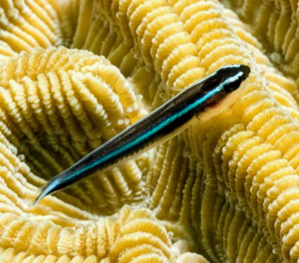 2022/09/Neon-goby.jpg