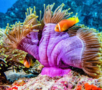 Sea-anemones.jpg