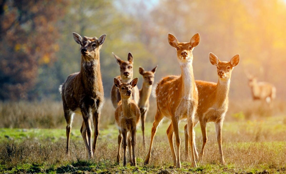 Tick-carrying deer are living in the suburbs