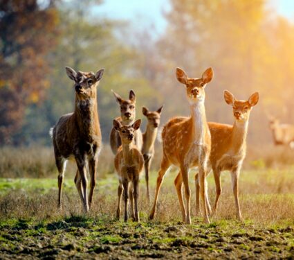 Deer.jpg