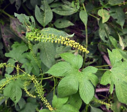Ragweed-2.jpg