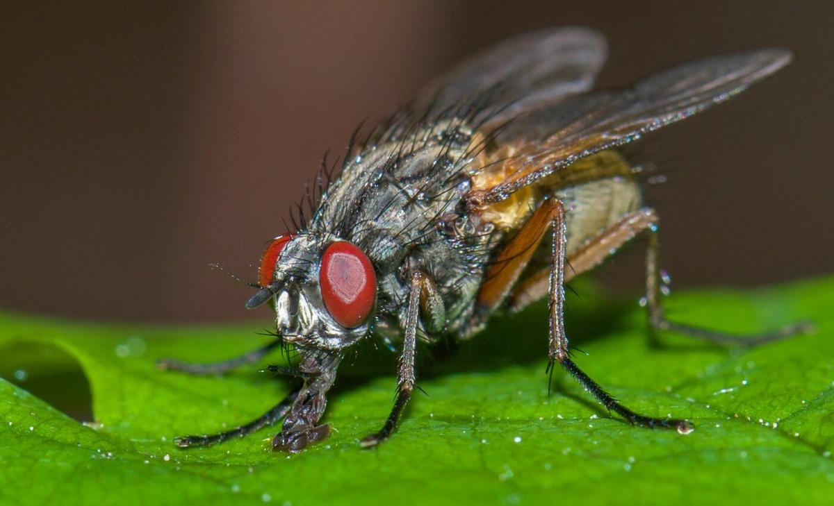 Non-biting flies pose a bigger threat to public health