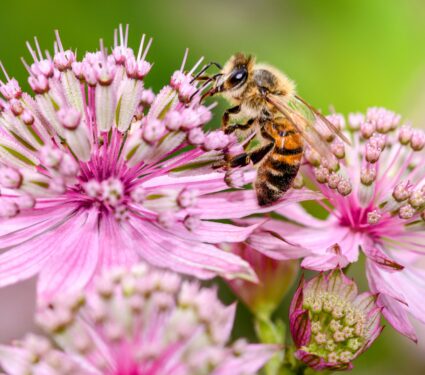 Bee-diversity2.jpg