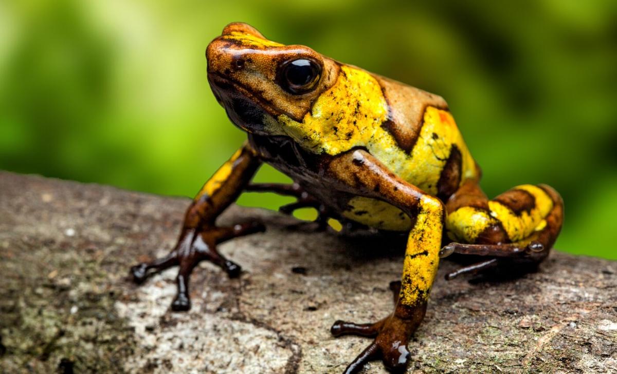 Massive spike in malaria linked to amphibian die-off