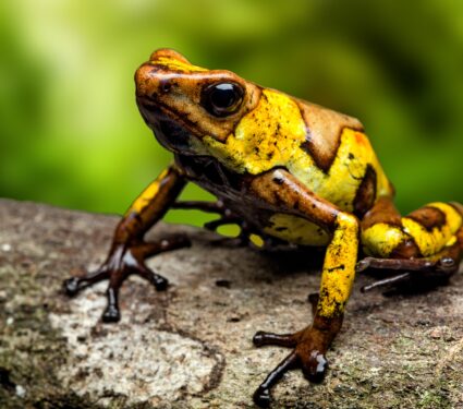 Amphibians.jpg