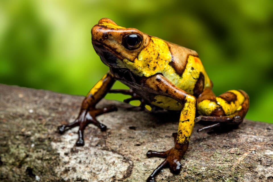 Massive spike in malaria linked to amphibian die-off