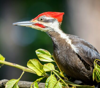 Woodpecker-2.jpg