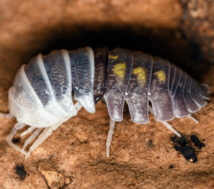 Woodlice2.jpg