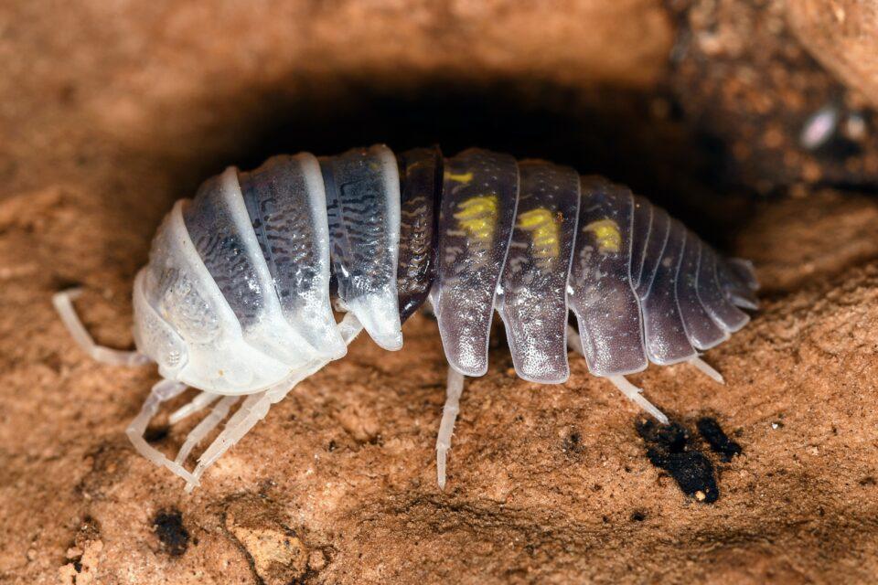 The secret love lives of woodlice