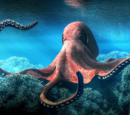 Octopus2.jpg