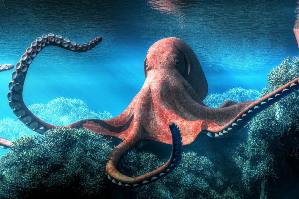 Octopuses adjust their hunting strategy according to prey