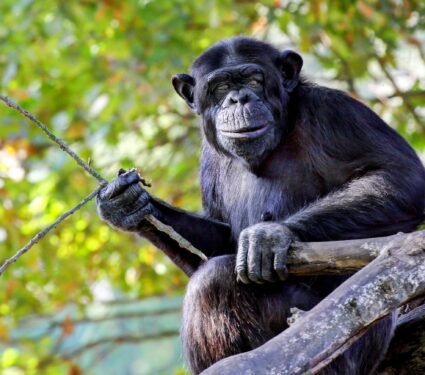 2022/09/Chimpanzee-tools.jpg