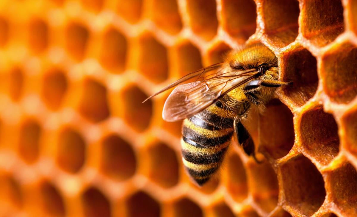 3D printing drones work like bees to build structures