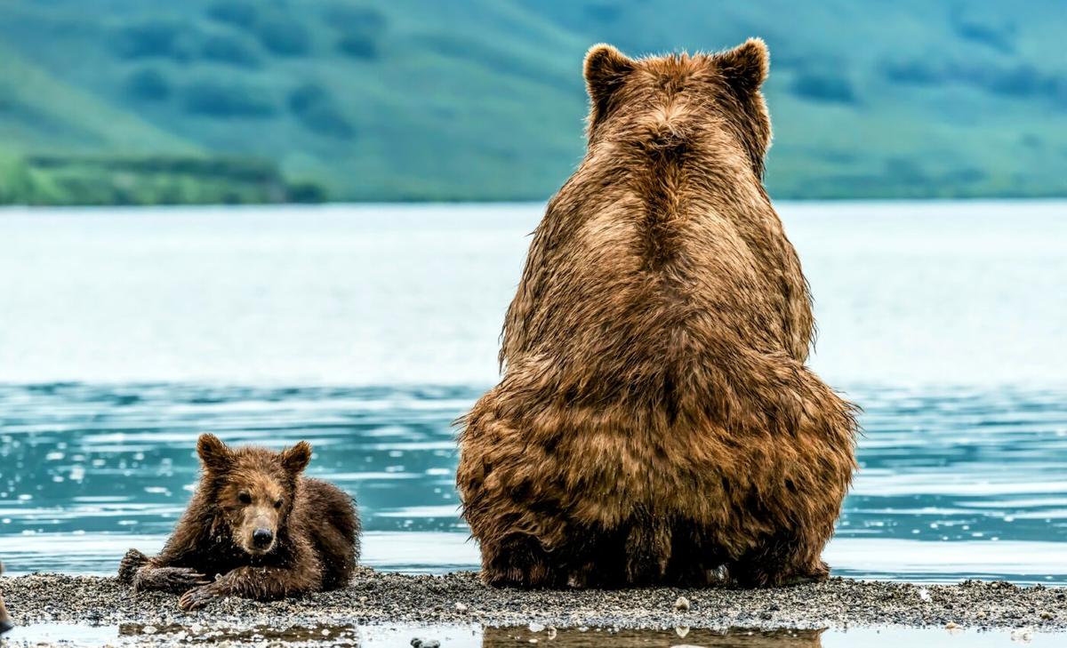 Gut microbes help bears gain weight regardless of diet