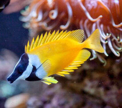 Reef-fish-3.jpg