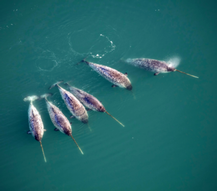 2022/09/Low-Res_Narwhal_pod.png2_.png