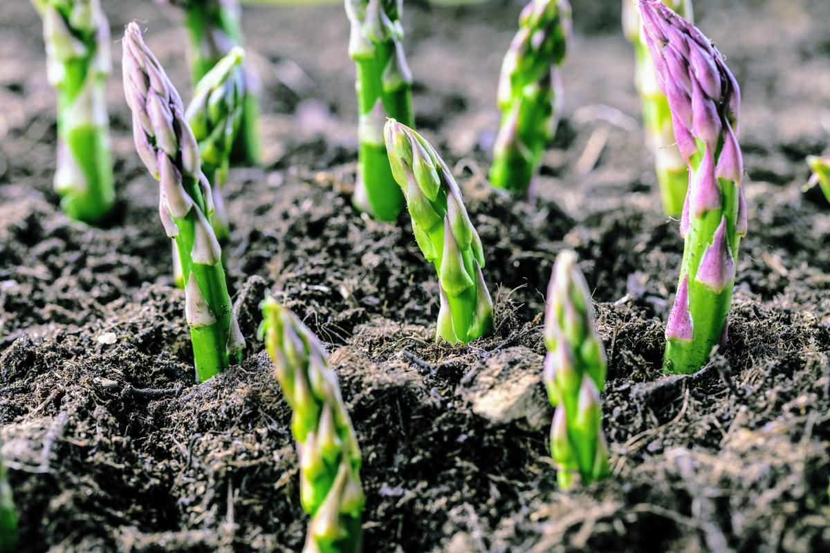 Human gut bacteria feed on complex plant sugars
