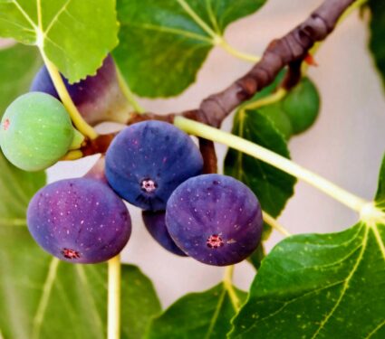 Fig-tree.jpg