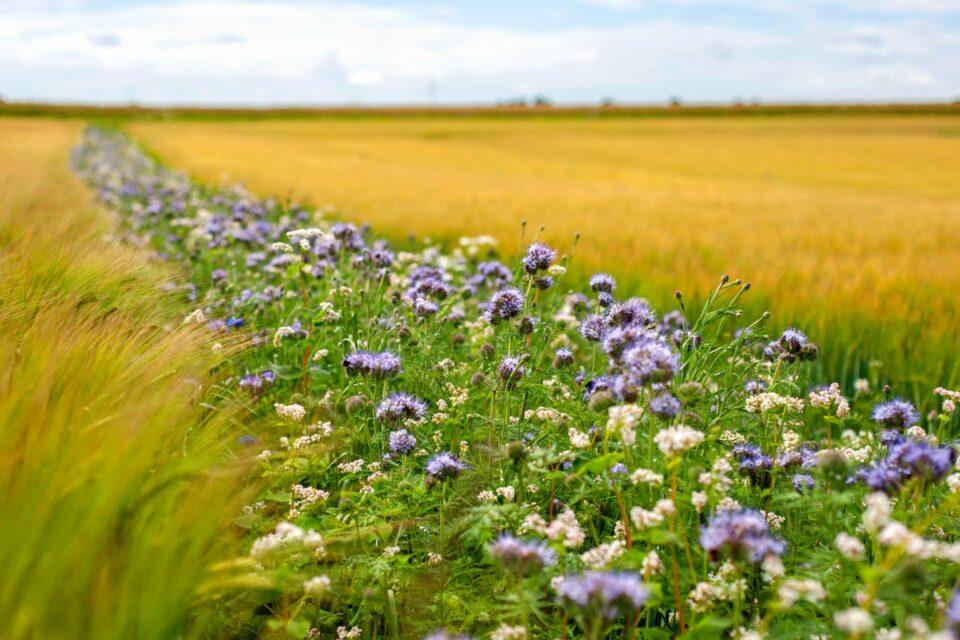 Flower strips can boost wild bee populations