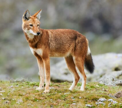 2022/09/African-carnivore.jpg
