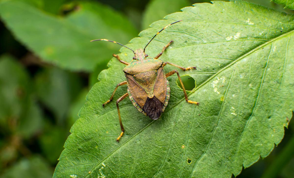 Stink bug habitat could increase by 70 percent in the U.S.