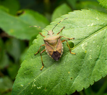 Macro,The,Stinkbug,On,Green,Leaf