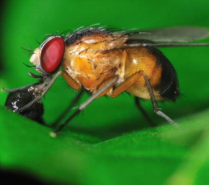 Fruit,Fly
