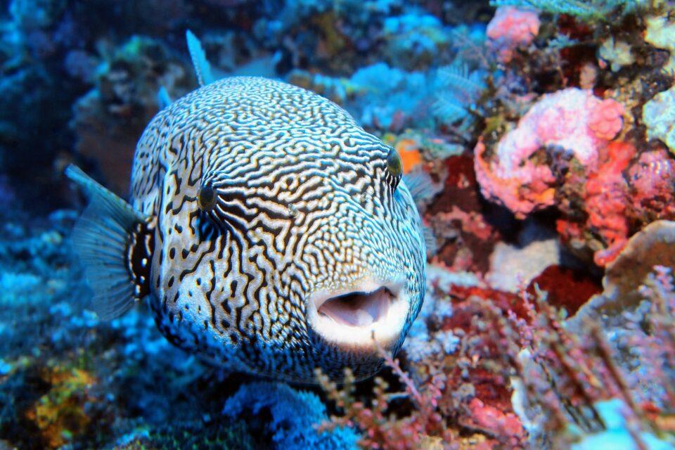 How do fish survive the intense pressure of deep water?