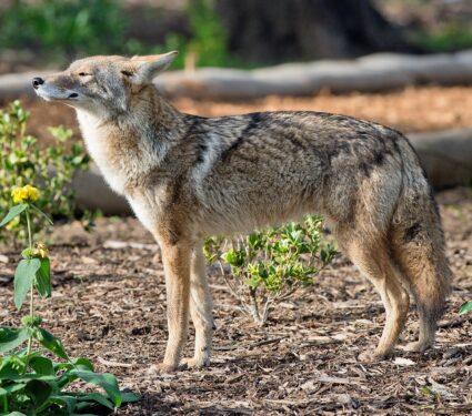 Urban-coyote.jpg