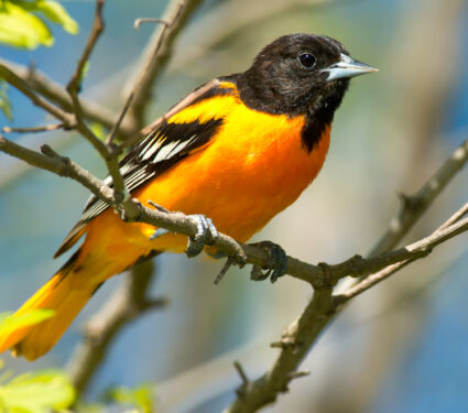 A,Male,Baltimore,Oriole,Is,Perched,On,A,Branch.,Tommy