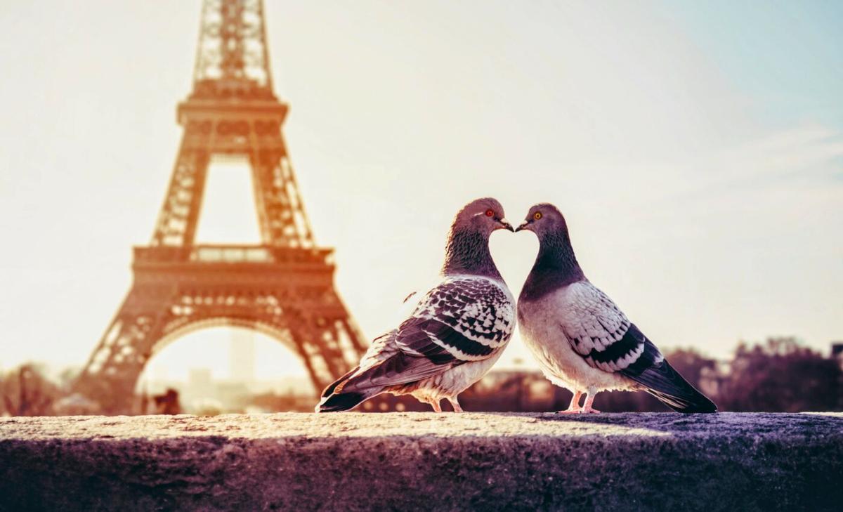Bird diversity suffers in urban environments
