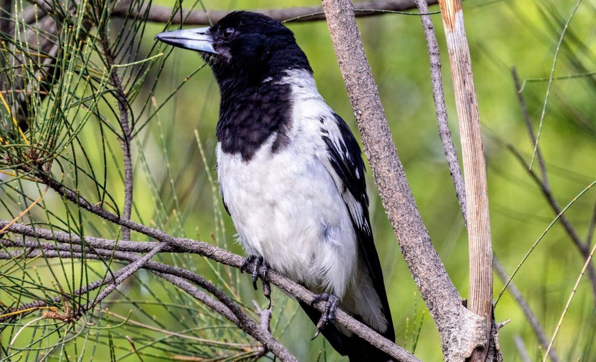 Songbirds have some impressive cognitive skills