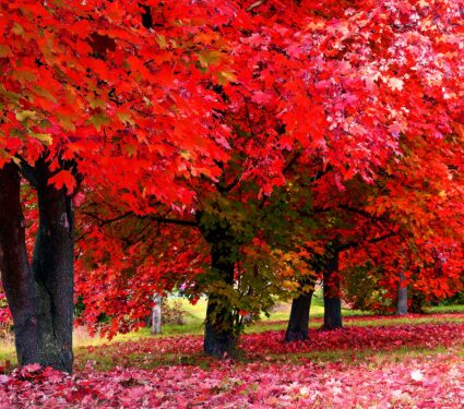 Native-trees2.jpg