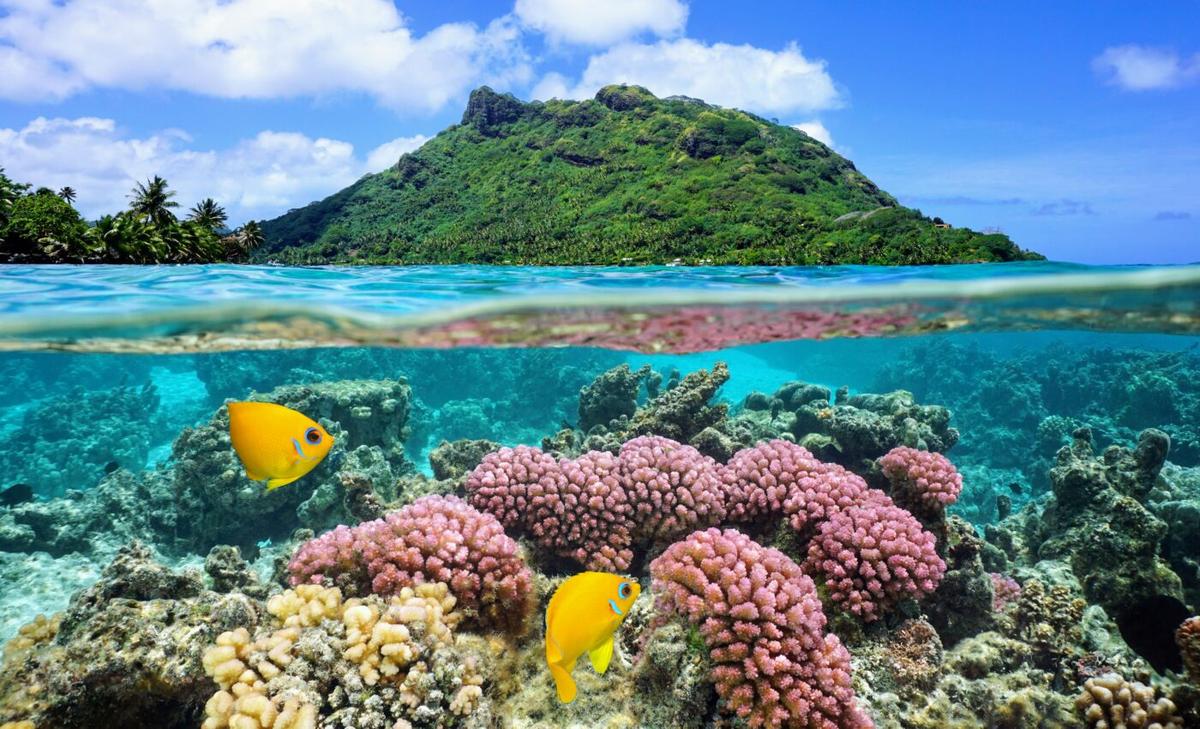 Restoring fish will not be enough to protect  coral reefs