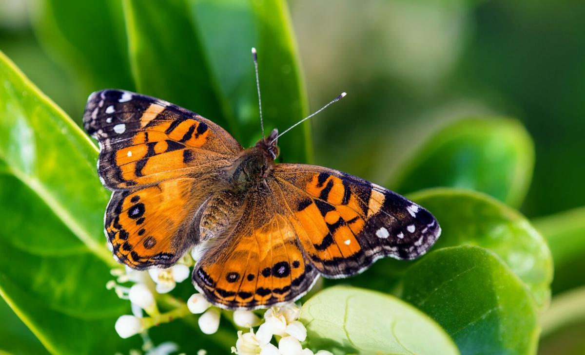 Painted ladies may be resilient to climate change
