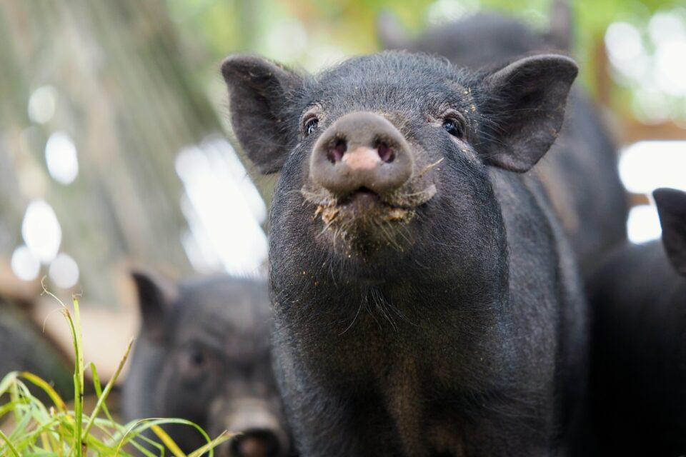 Tools are needed to control infectious animal diseases