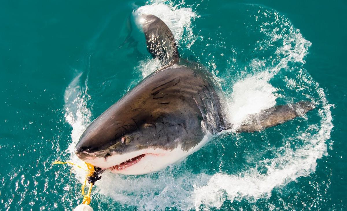 Catch and release practices are harmful to sharks