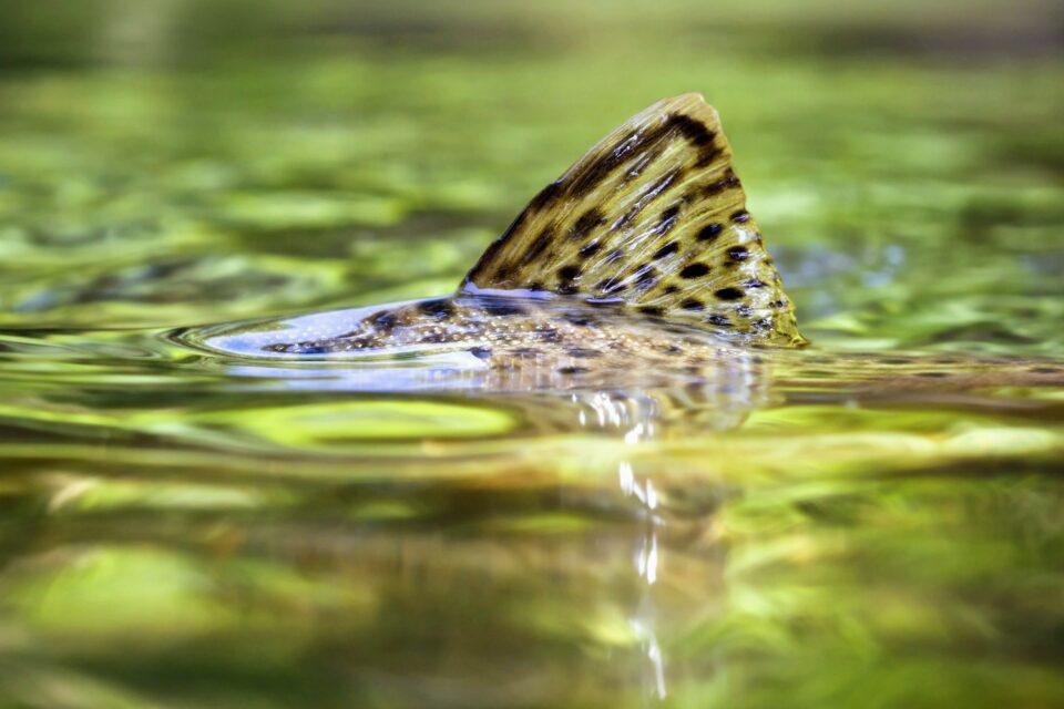 Non-native species can have unexpected benefits