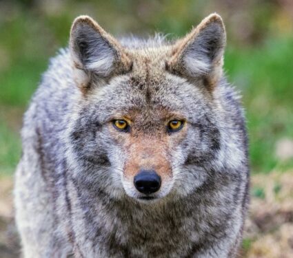 Coyote.jpg