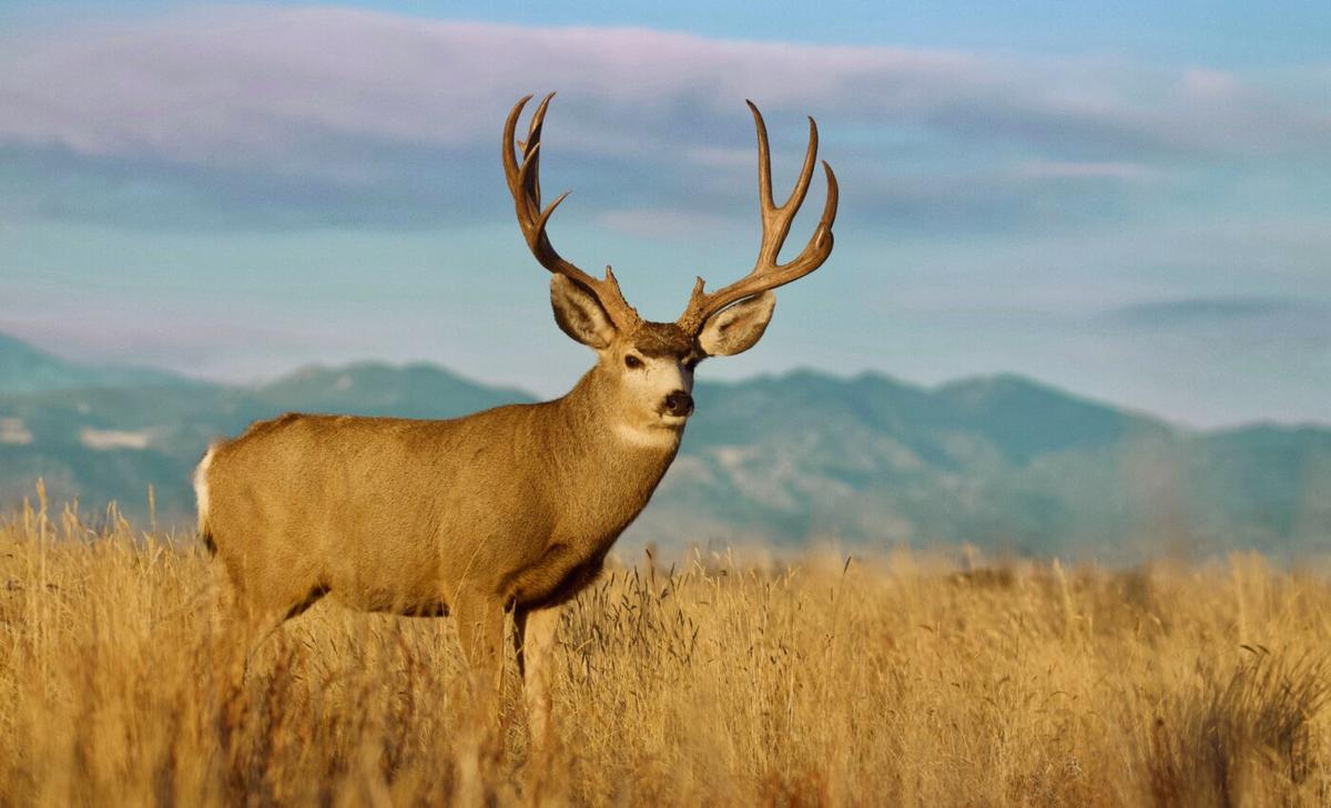 Energy development disrupts mule deer migration