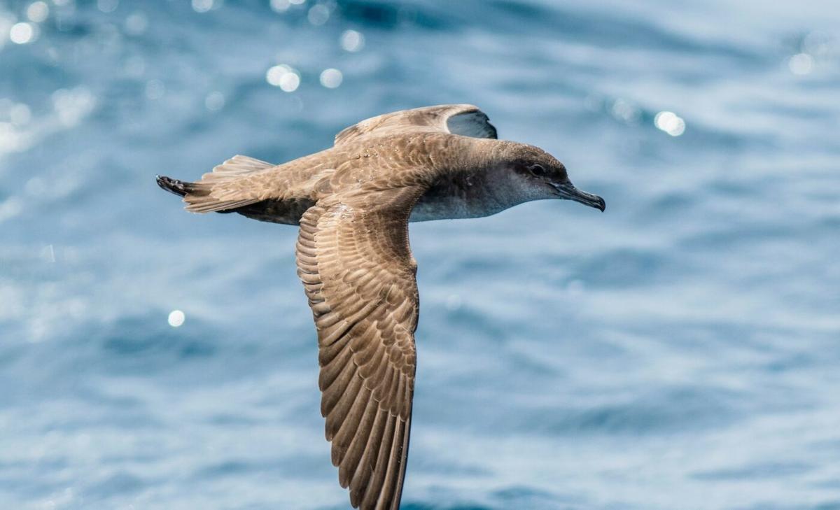 Some seabirds fly into the eye of the storm to survive