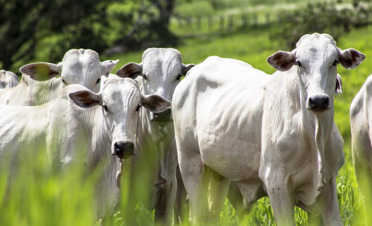 How do cattle ranchers in Brazil cope with climate change?