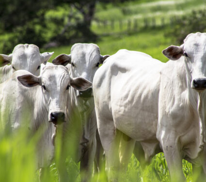Herd,Of,Nelore,Cattle,Grazing,In,A,Pasture