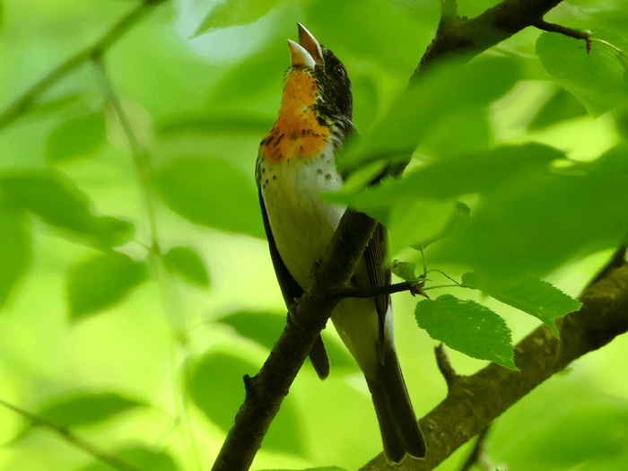 Rare hybrid songbird traced to two very different species